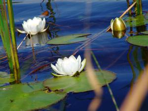 Illustrationsphoto: Seerose